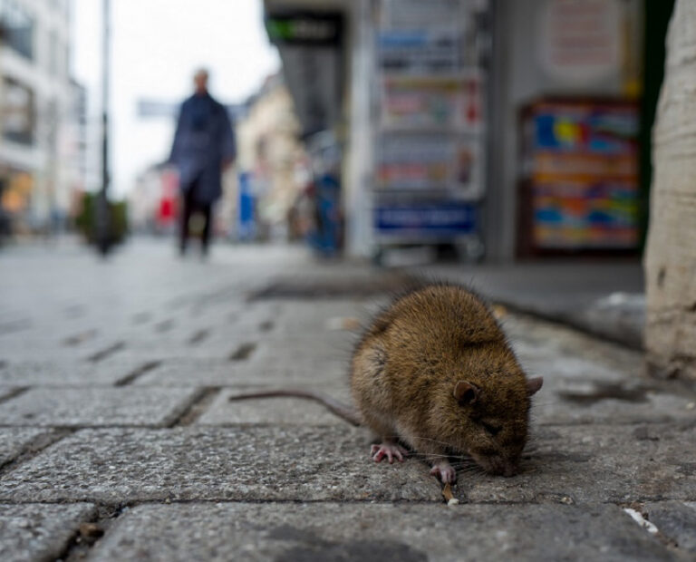 ਨਿਊਯਾਰਕ ‘ਚ ਚੂਹਿਆਂ ਦੀ ਦਹਿਸ਼ਤ ਨਾਲ ਨਜਿੱਠਣ ਲਈ ਨਵਾਂ ਕੰਮ ਕੱਢਿਆ